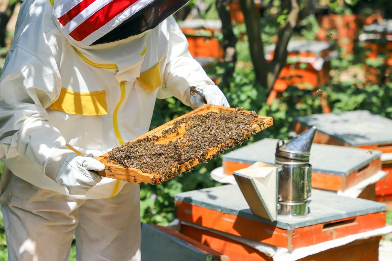 Arı pətəyi kiçik görüntü